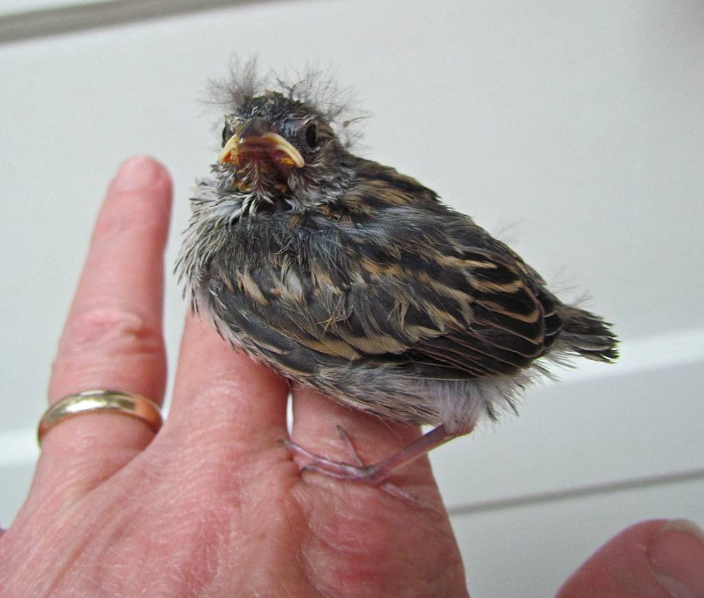 Growing Chipping Sparrow by audreyjm529 is licensed under CC BY 2.0
